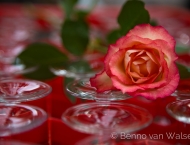 Hochzeitsfotograf - Rose