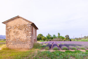Lavendelfeld in Frankreich