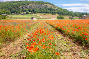 Mohnfeld in Frankreich